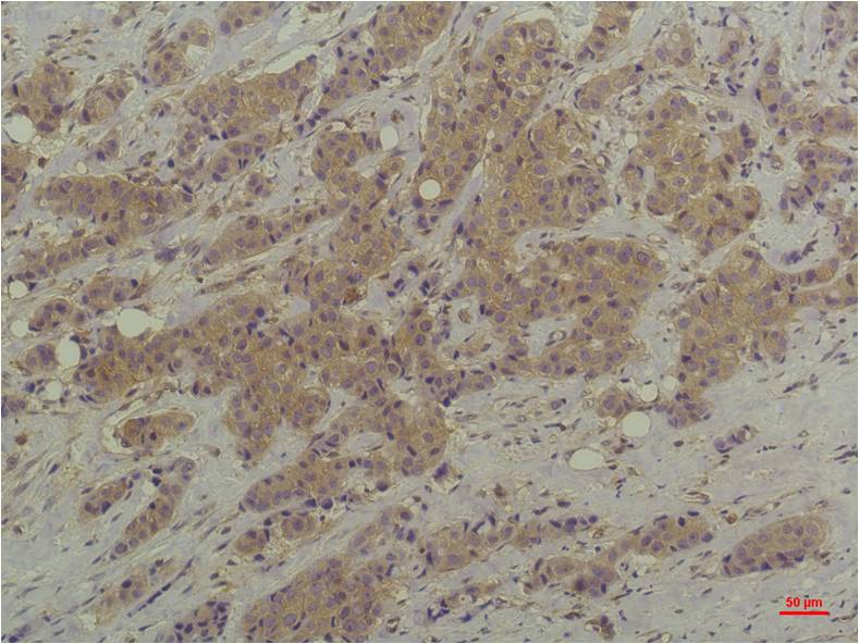 Anti-ERK1/2 (9A4) Mouse Monoclonal Antibody