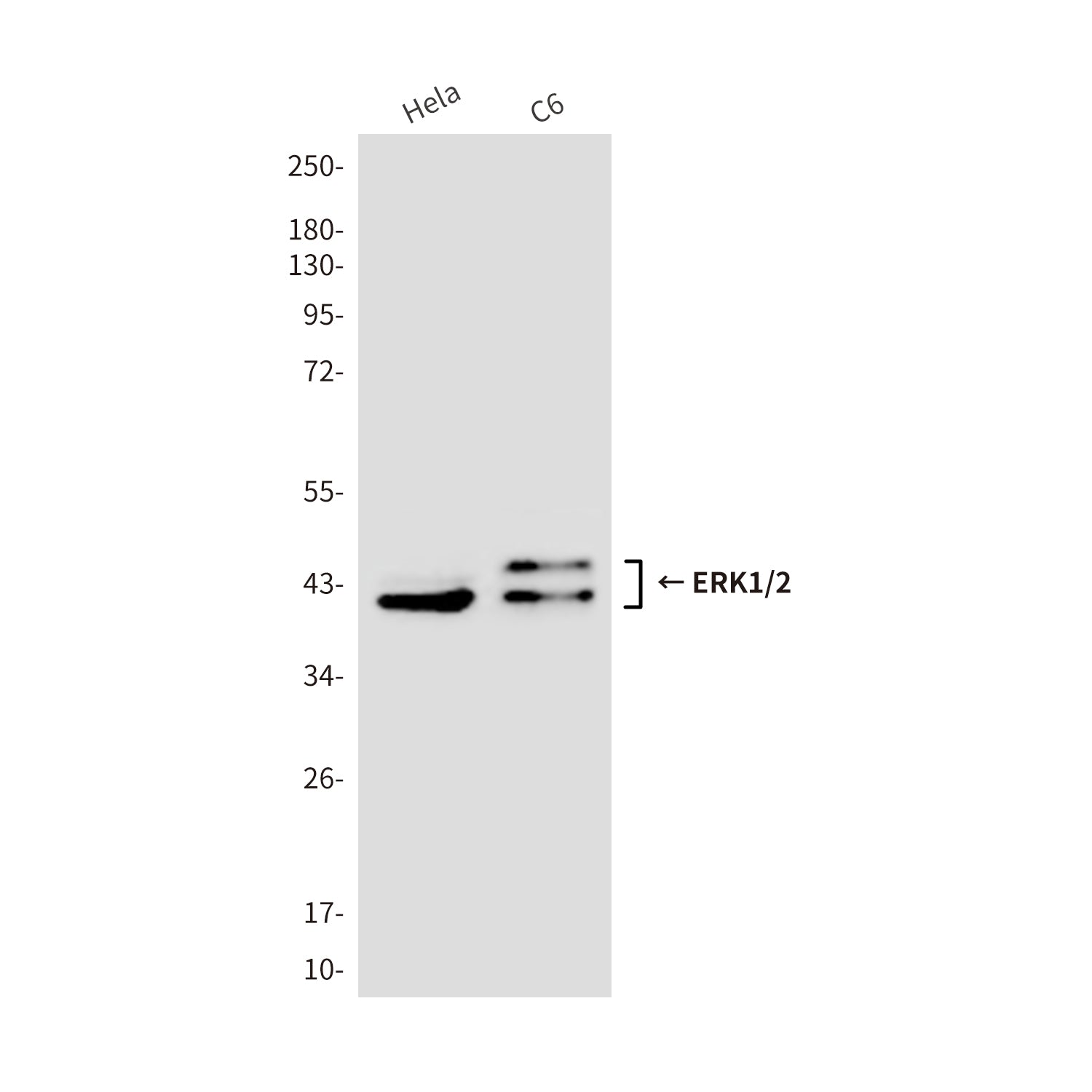 Anti-ERK1/2 (9A4) Mouse Monoclonal Antibody