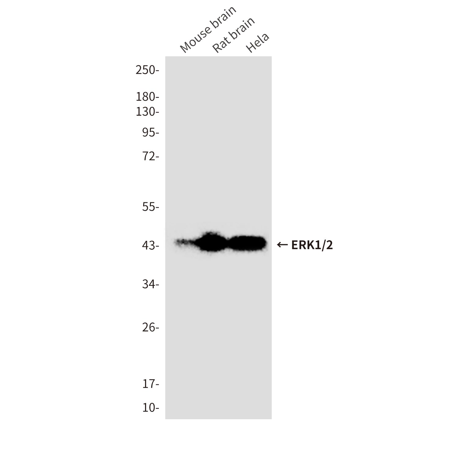 Anti-ERK1/2 (9A4) Mouse Monoclonal Antibody