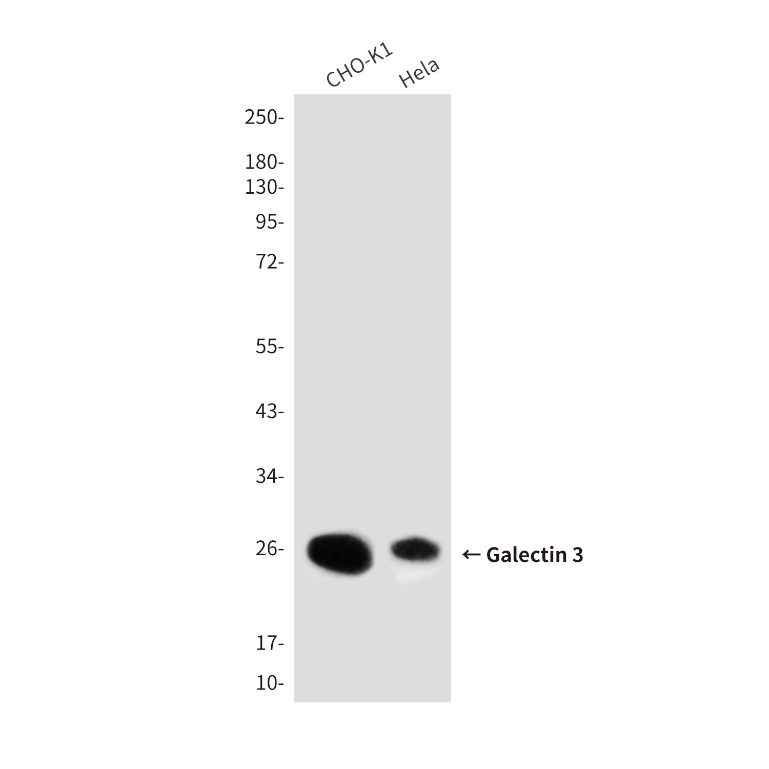 Anti-Galectin 3 (7G9) Mouse Monoclonal Antibody