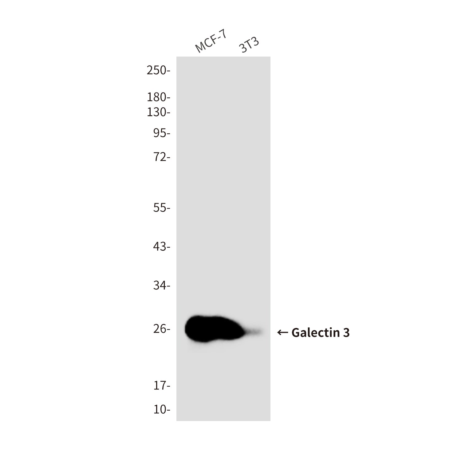 Anti-Galectin 3 (7G9) Mouse Monoclonal Antibody