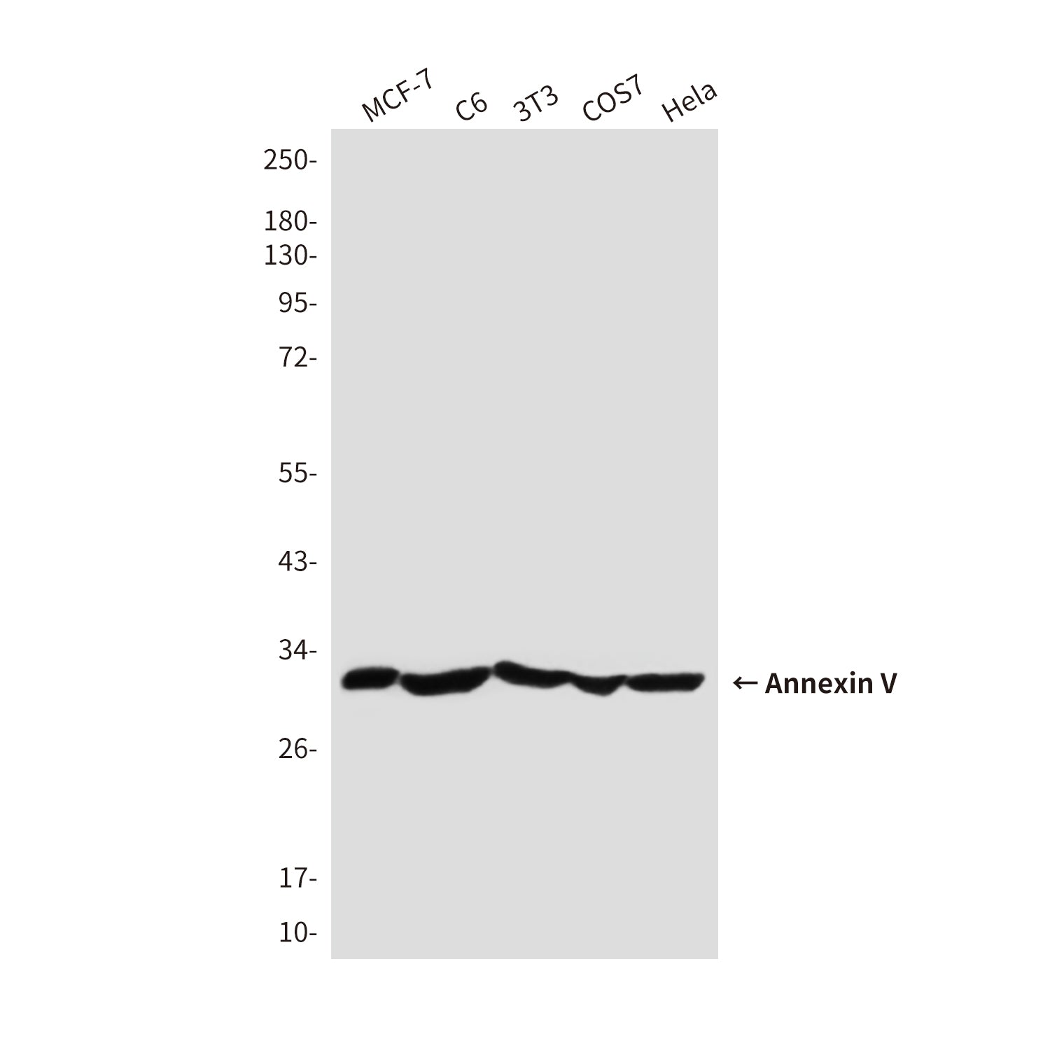Anti-Annexin V Rabbit Polyclonal Antibody