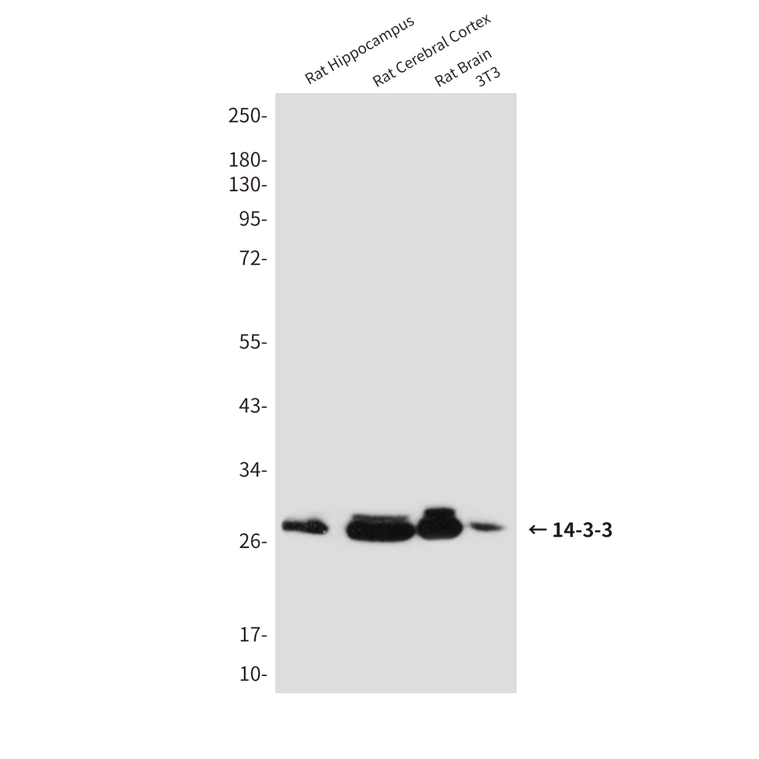 Anti-14-3-3 Rabbit Polyclonal Antibody