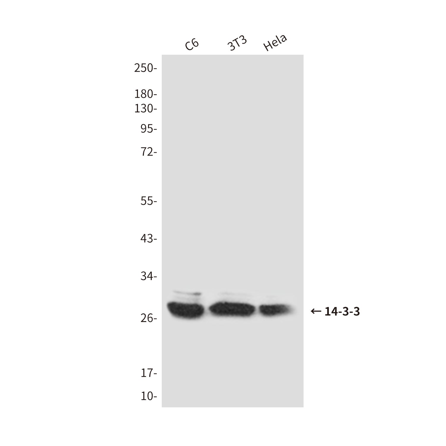 Anti-14-3-3 Rabbit Polyclonal Antibody