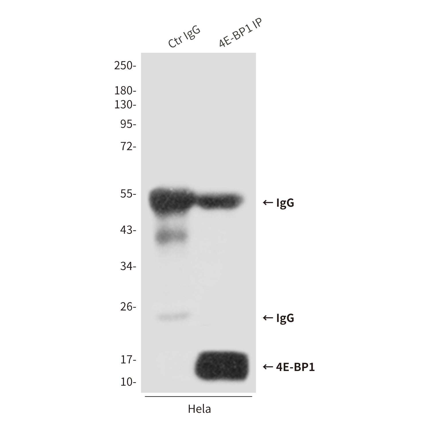 Anti-4E BP1 Rabbit Polyclonal Antibody