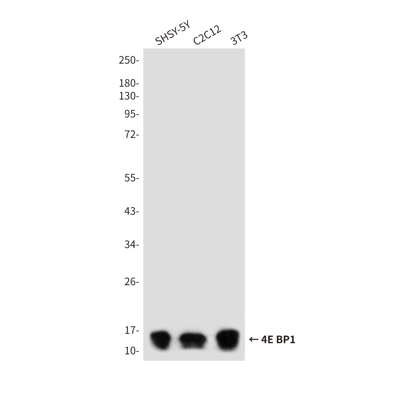 Anti-4E BP1 Rabbit Polyclonal Antibody