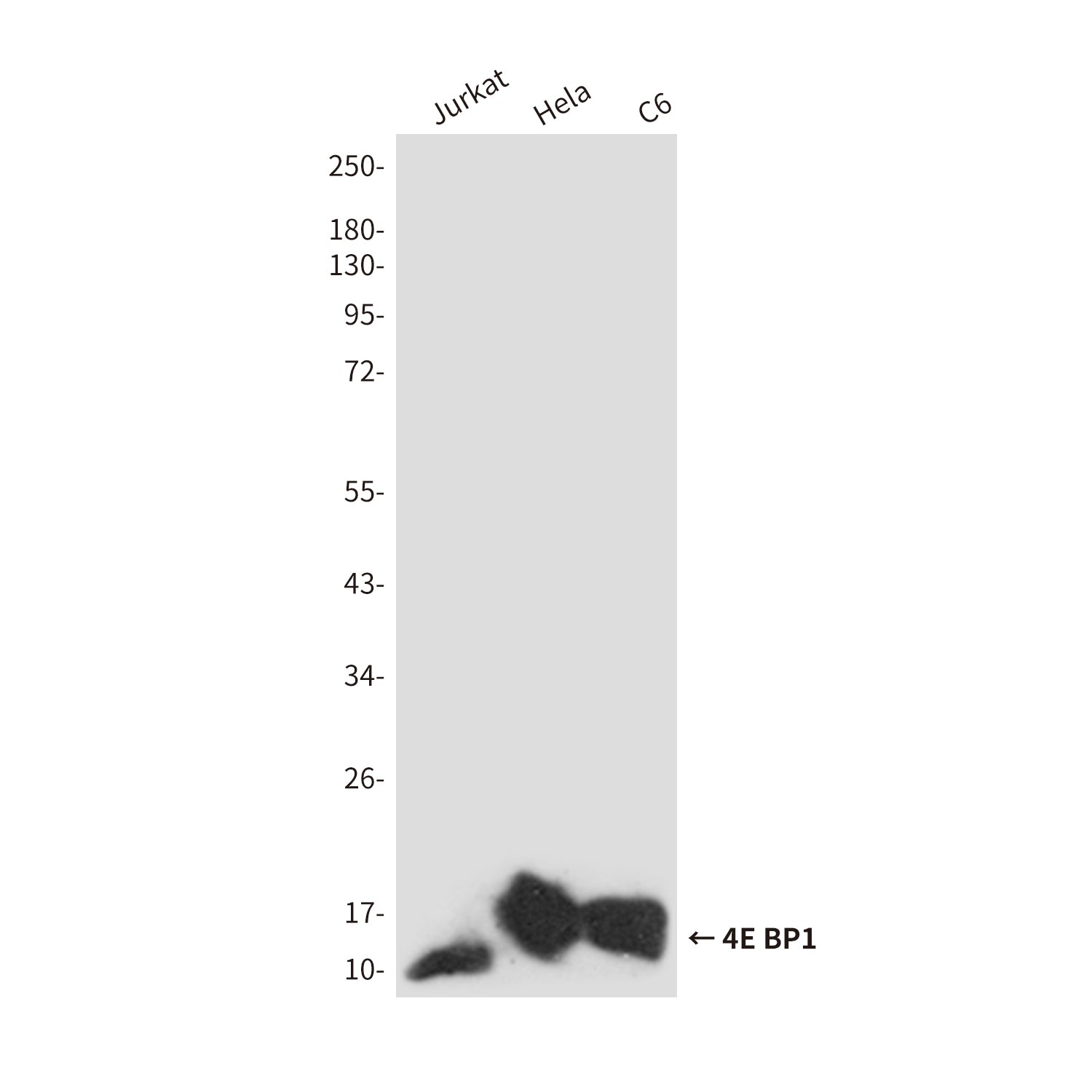 Anti-4E BP1 Rabbit Polyclonal Antibody