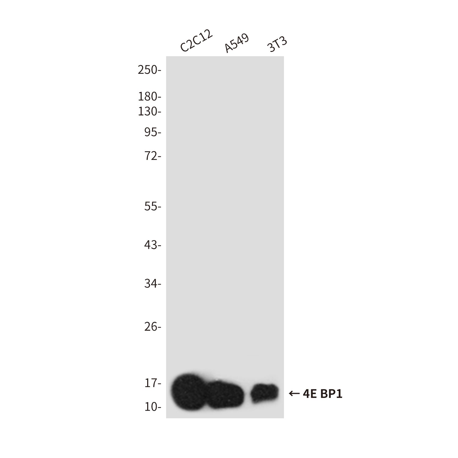 Anti-4E BP1 Rabbit Polyclonal Antibody