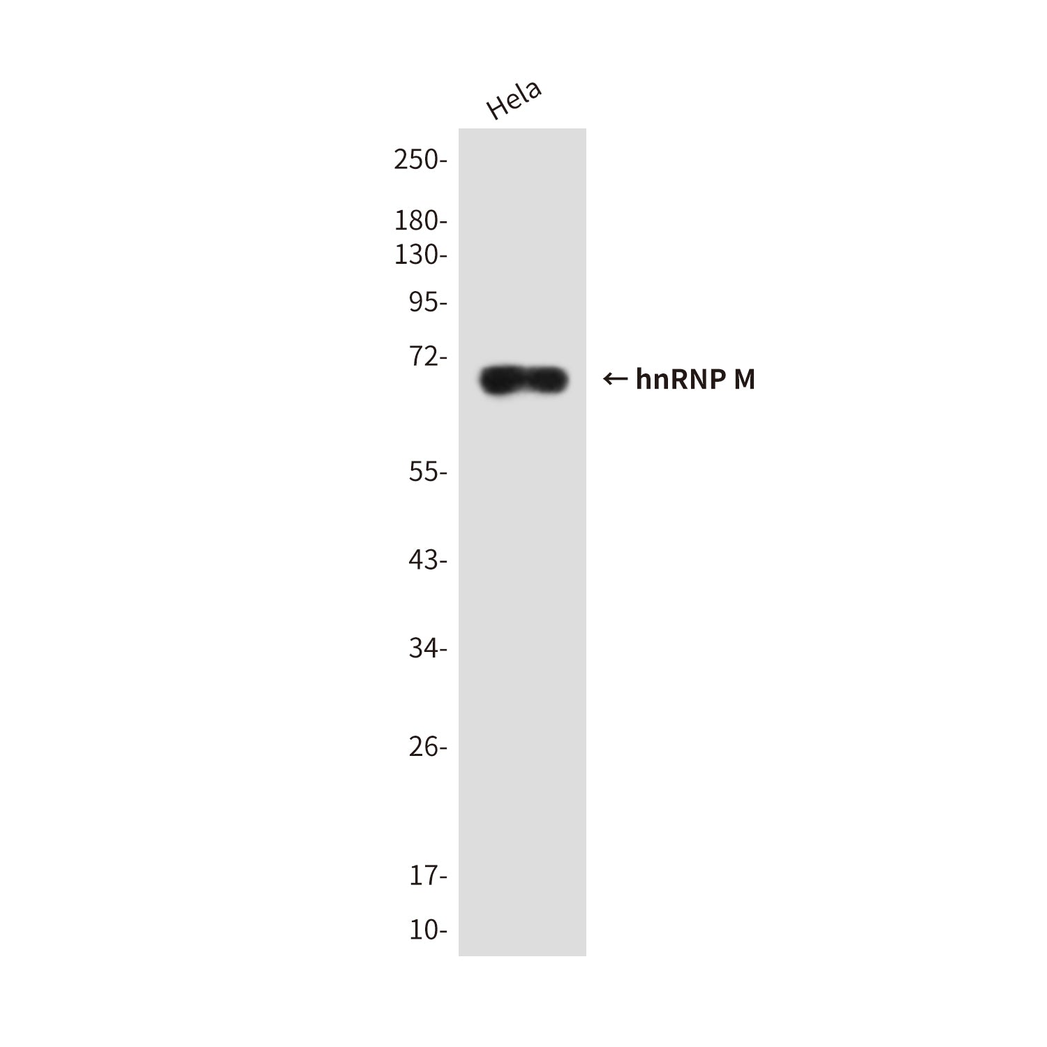 Anti-hnRNP M Rabbit Polyclonal Antibody