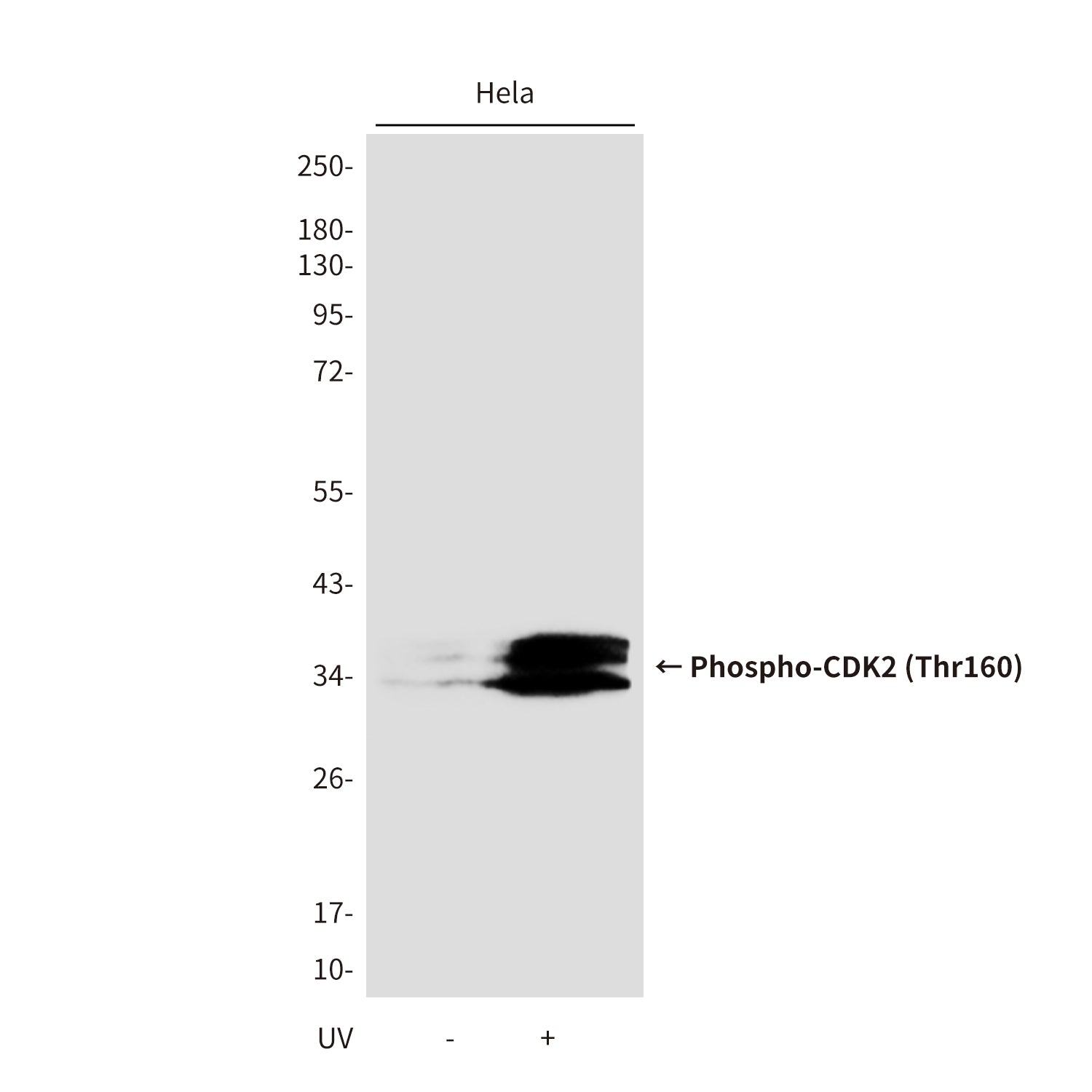 Anti-Phospho-CDK2 (Thr160) Rabbit Polyclonal Antibody