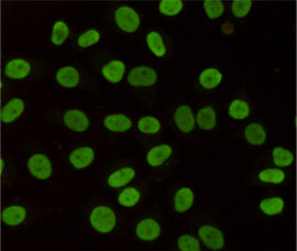 Anti-HP1 gamma (5G10) Mouse Monoclonal Antibody