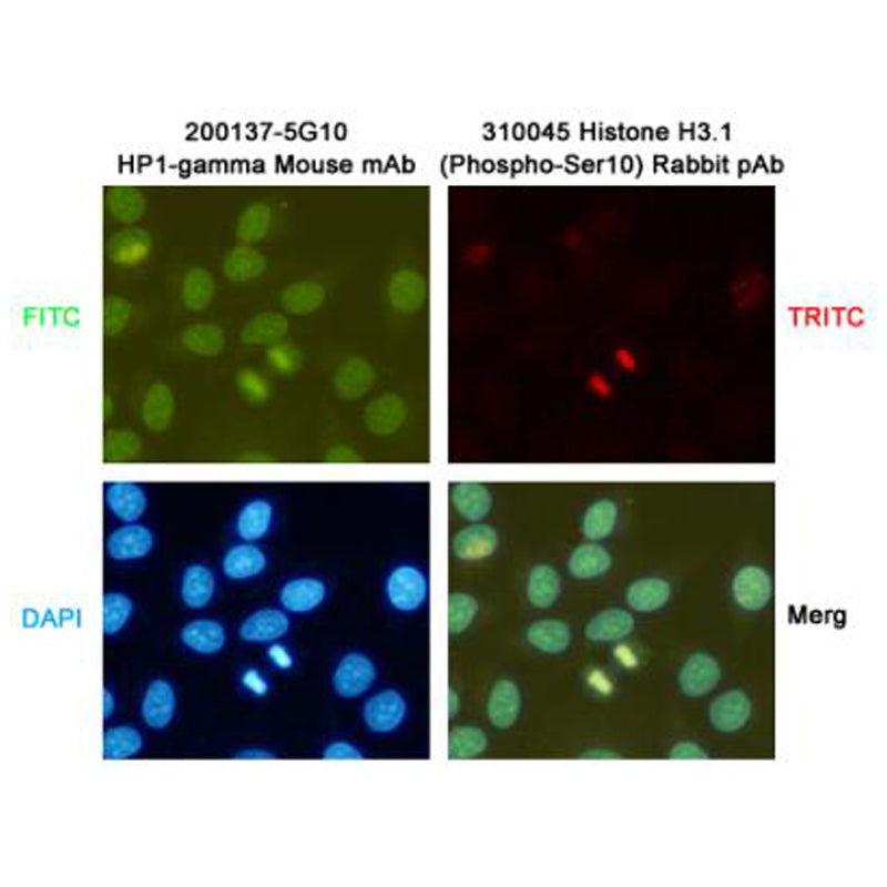 Anti-HP1 gamma (5G10) Mouse Monoclonal Antibody