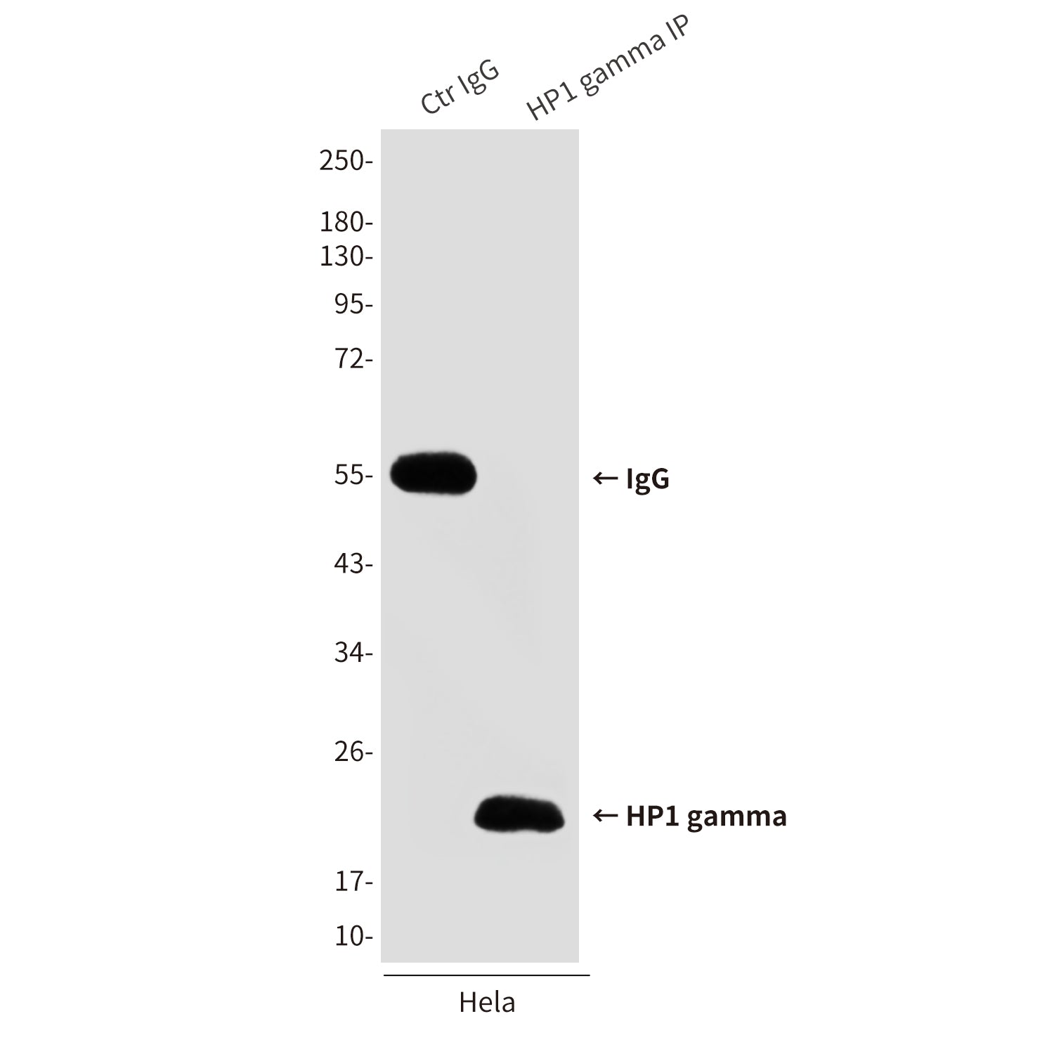 Anti-HP1 gamma (5G10) Mouse Monoclonal Antibody