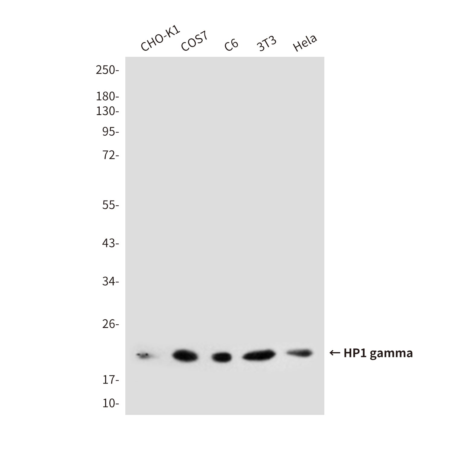 Anti-HP1 gamma (5G10) Mouse Monoclonal Antibody