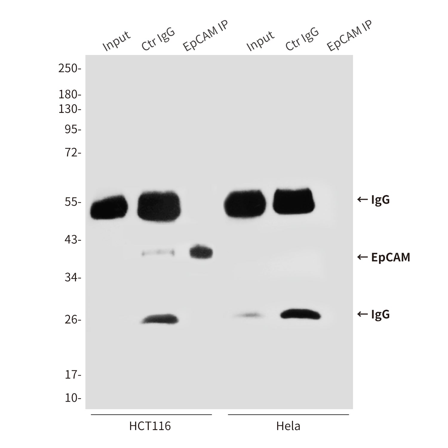 Anti-EpCAM (1D5) Mouse Monoclonal Antibody