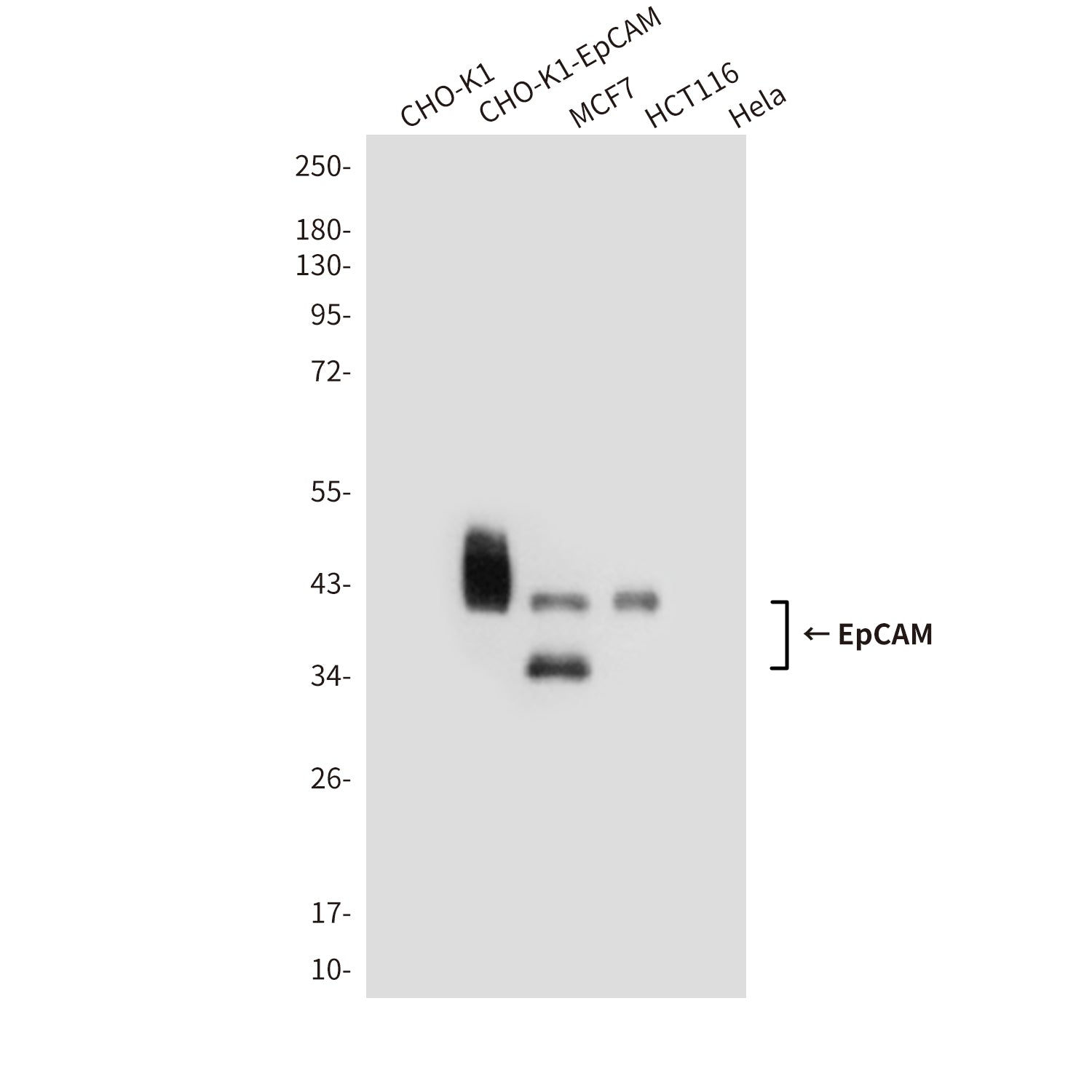 Anti-EpCAM (1D5) Mouse Monoclonal Antibody