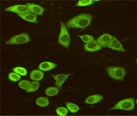 Anti-GRP78 BiP (9E4) Mouse Monoclonal Antibody