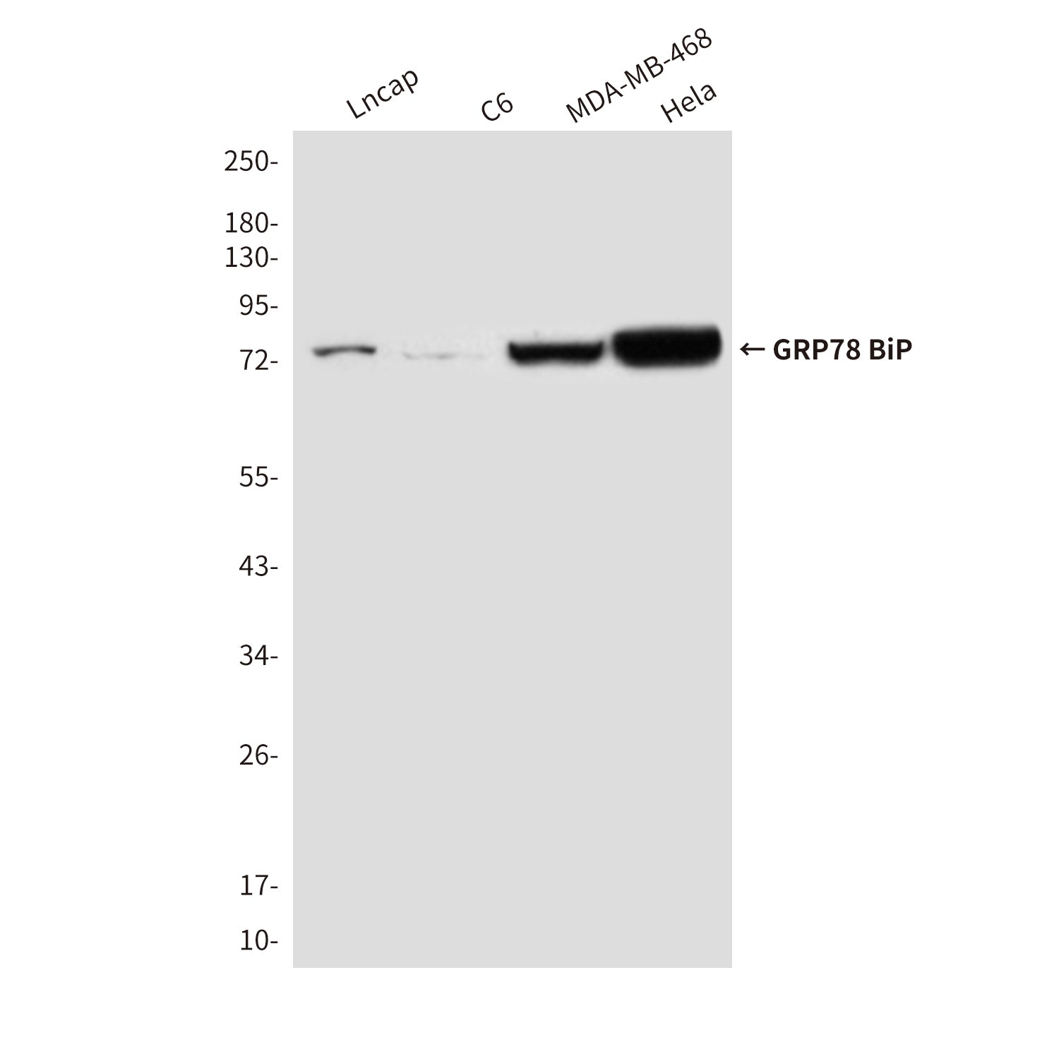 Anti-GRP78 BiP (9E4) Mouse Monoclonal Antibody