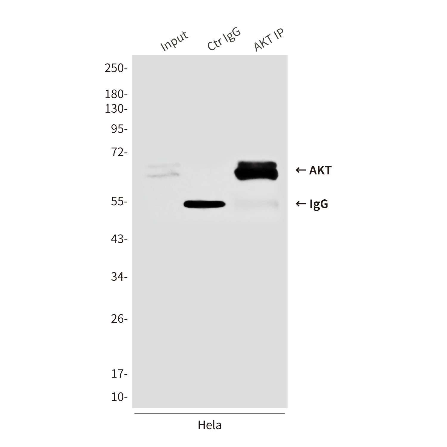 Anti-AKT Mouse Monoclonal Antibody