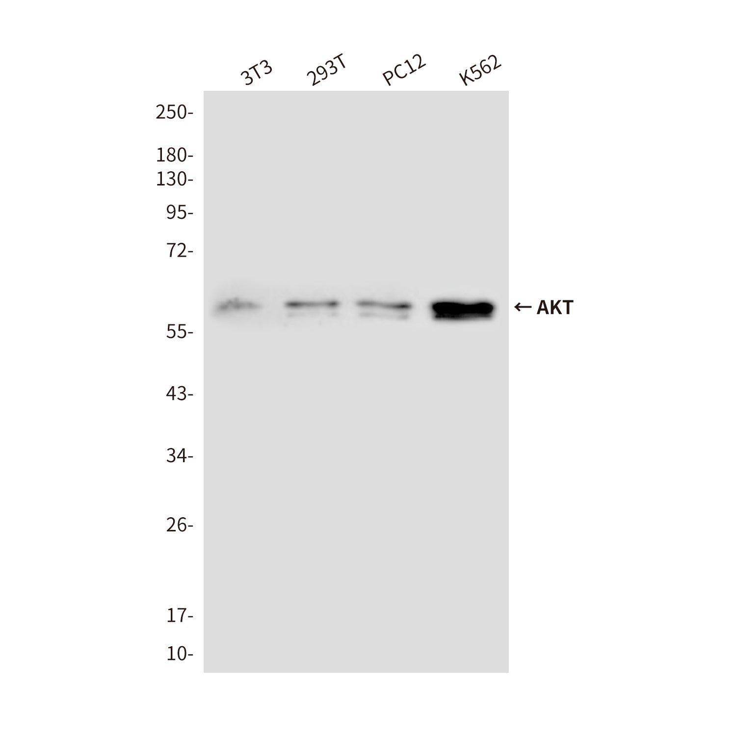 Anti-AKT Mouse Monoclonal Antibody