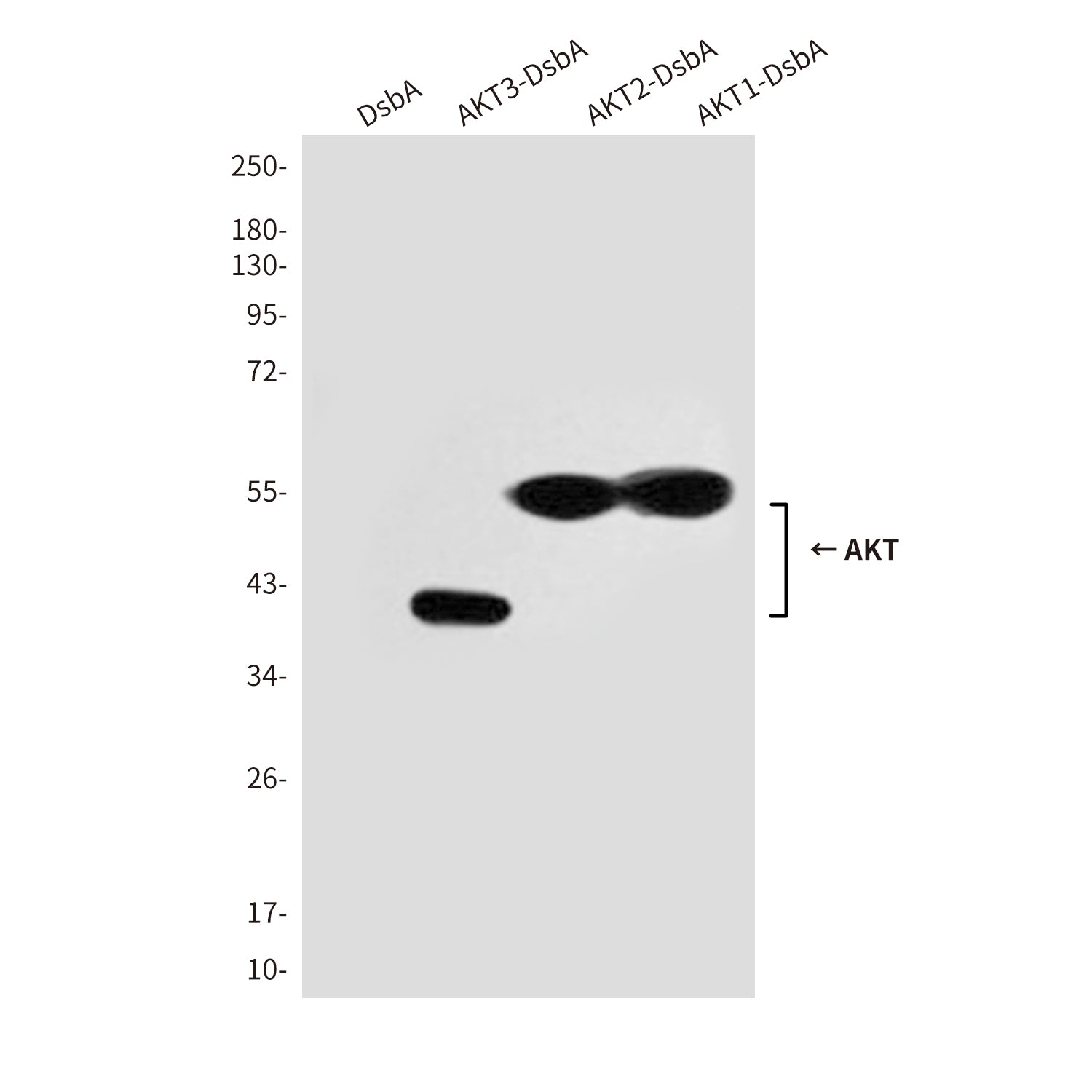 Anti-AKT Mouse Monoclonal Antibody