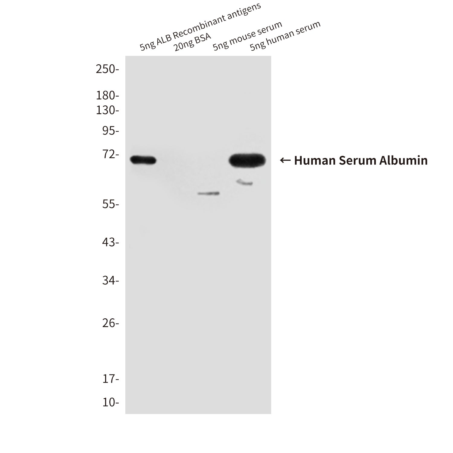 Anti-Human Serum Albumin (1A8) Mouse Monoclonal Antibody