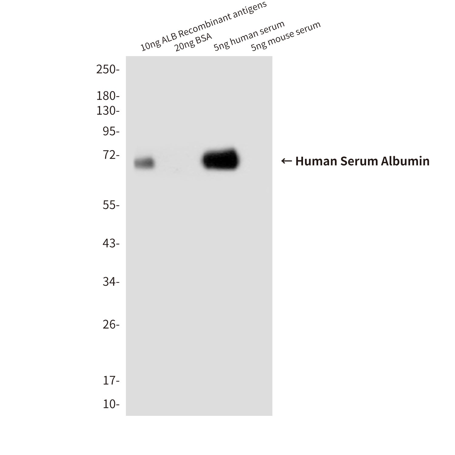 Anti-Human Serum Albumin (7D1) Mouse Monoclonal Antibody