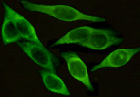 Anti-ICAM1 (4F5) Mouse Monoclonal Antibody