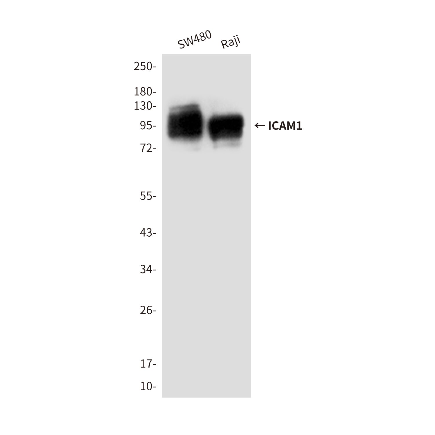 Anti-ICAM1 (4F5) Mouse Monoclonal Antibody
