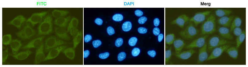 Anti-GSK3 beta (2E6) Mouse Monoclonal Antibody