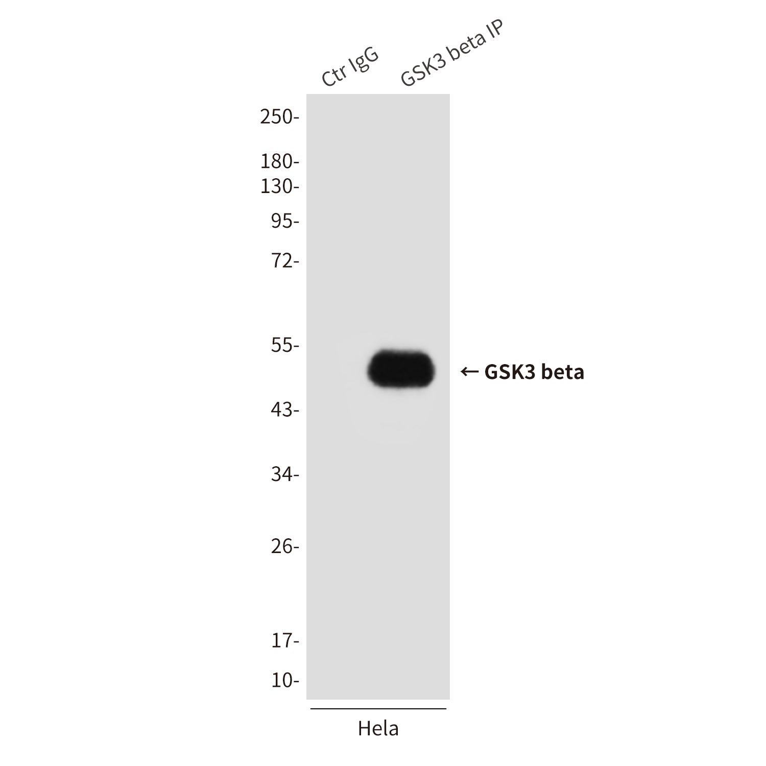 Anti-GSK3 beta (2E6) Mouse Monoclonal Antibody