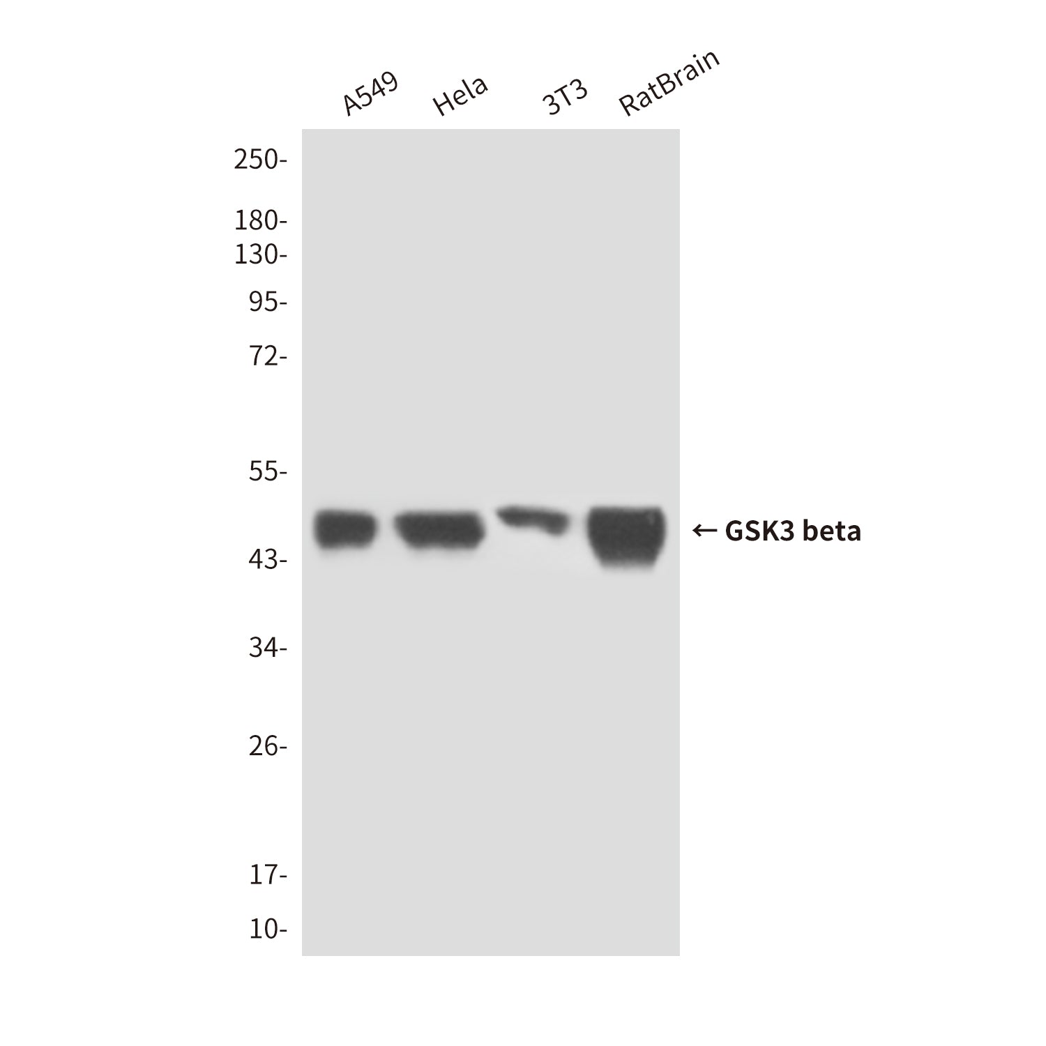 Anti-GSK3 beta (2E6) Mouse Monoclonal Antibody
