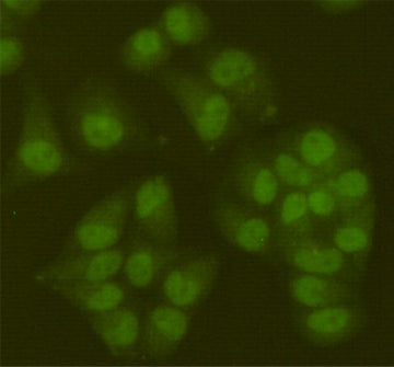 Anti-SIRT6 (6C9) Mouse Monoclonal Antibody