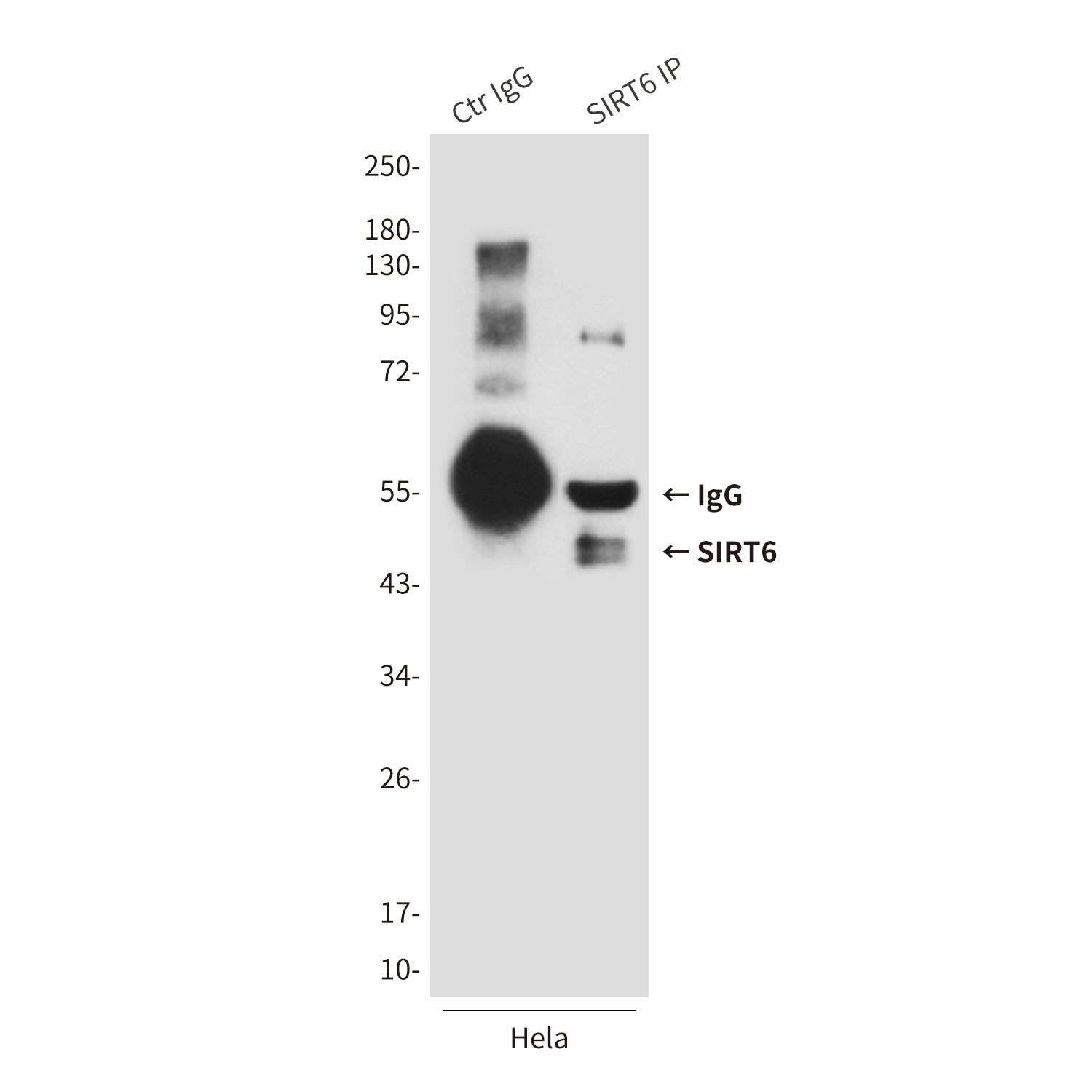 Anti-SIRT6 (6C9) Mouse Monoclonal Antibody
