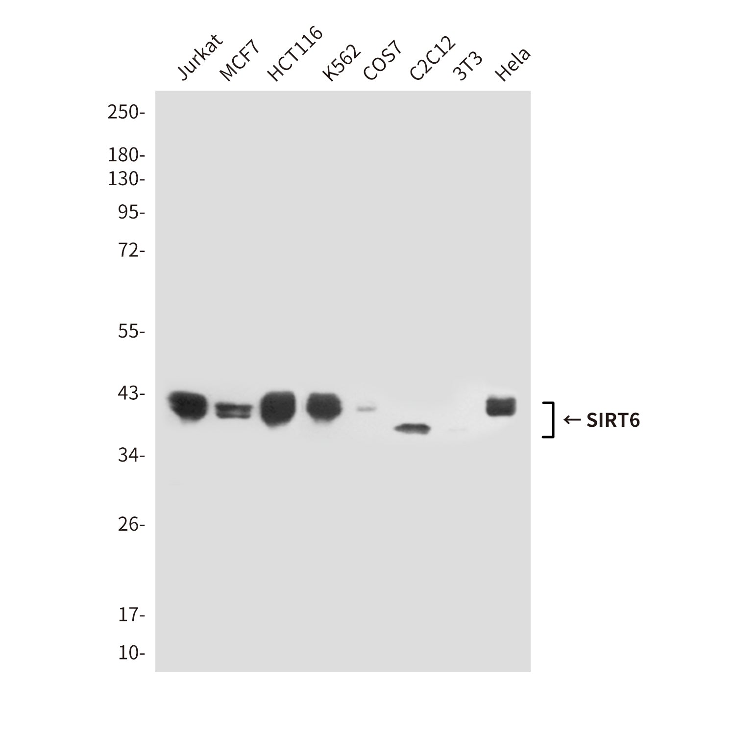 Anti-SIRT6 (6C9) Mouse Monoclonal Antibody