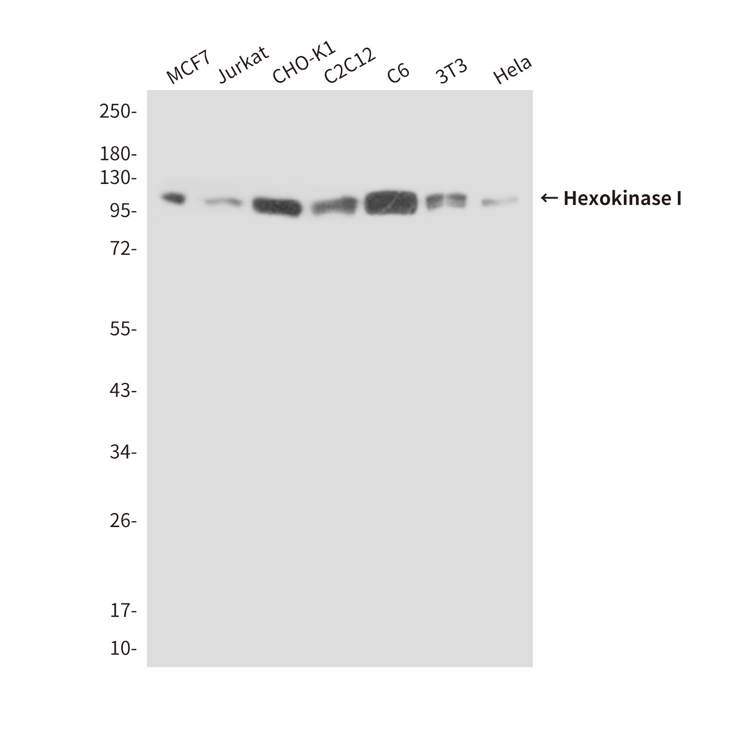 Anti-Hexokinase I (6B8) Mouse Monoclonal Antibody