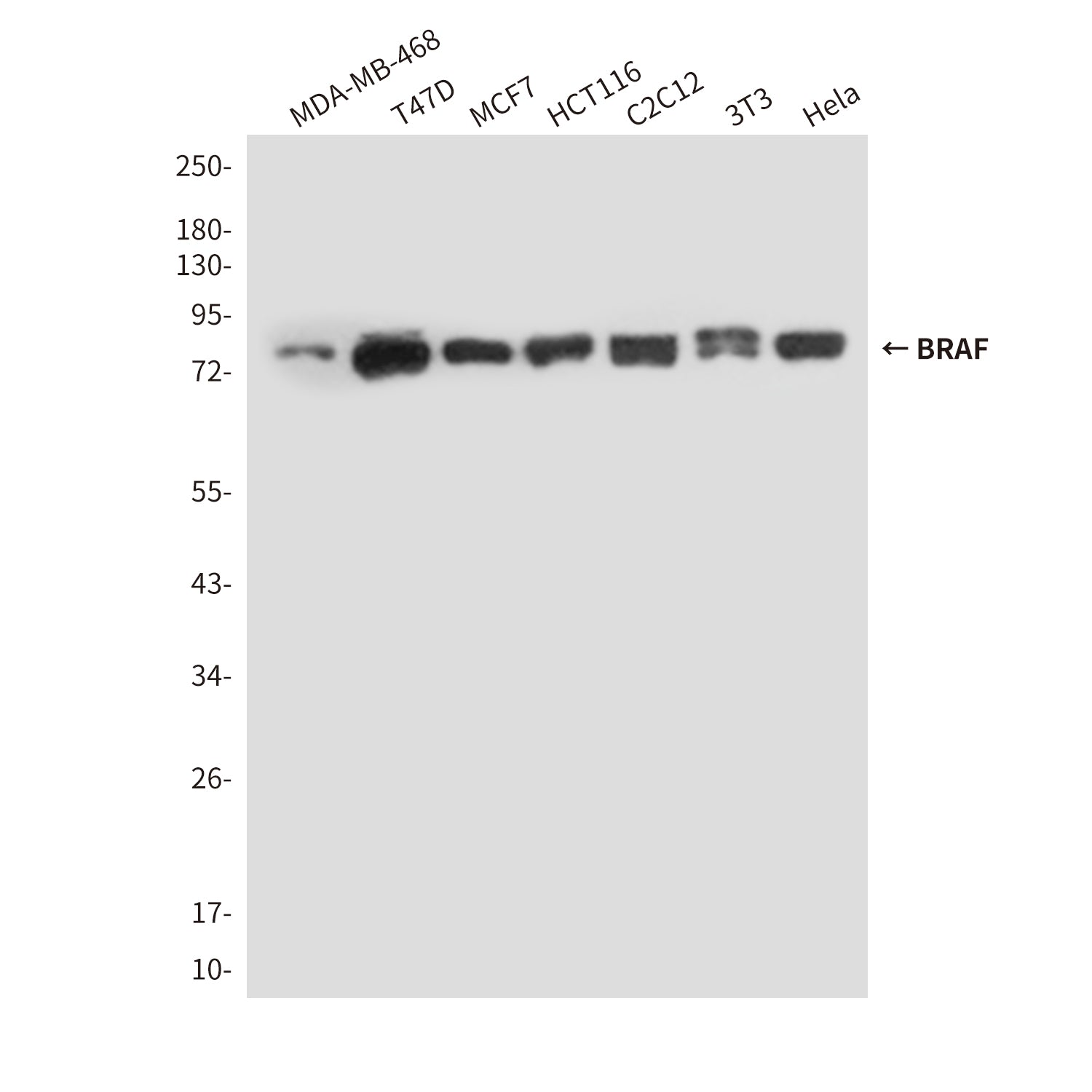 Anti-BRAF (4E1) Mouse Monoclonal Antibody