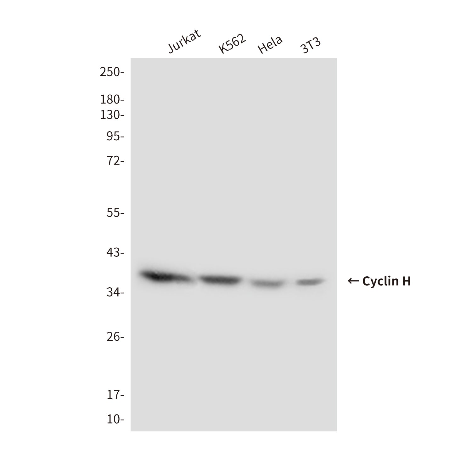 Anti-Cyclin H (1A7) Mouse Monoclonal Antibody