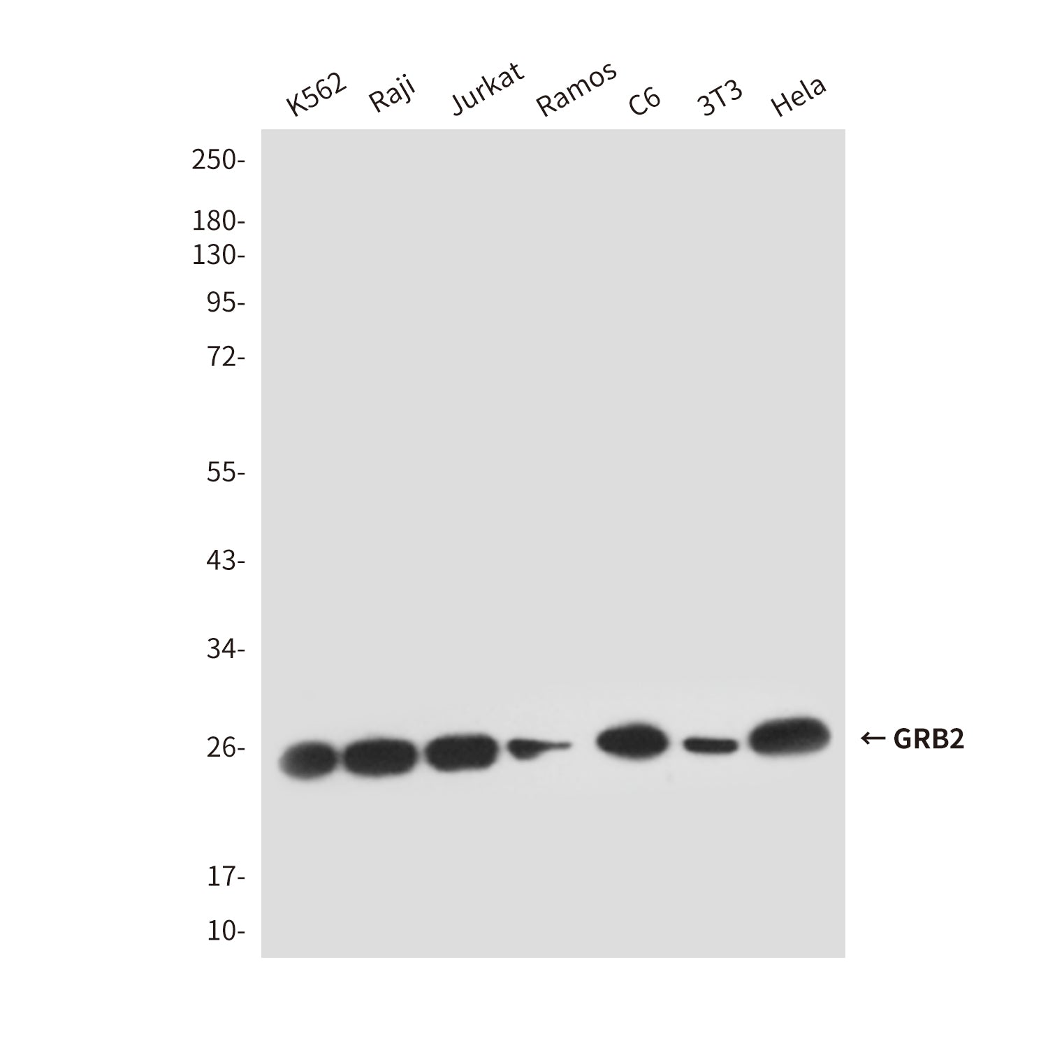 Anti-GRB2 (5G3) Mouse Monoclonal Antibody