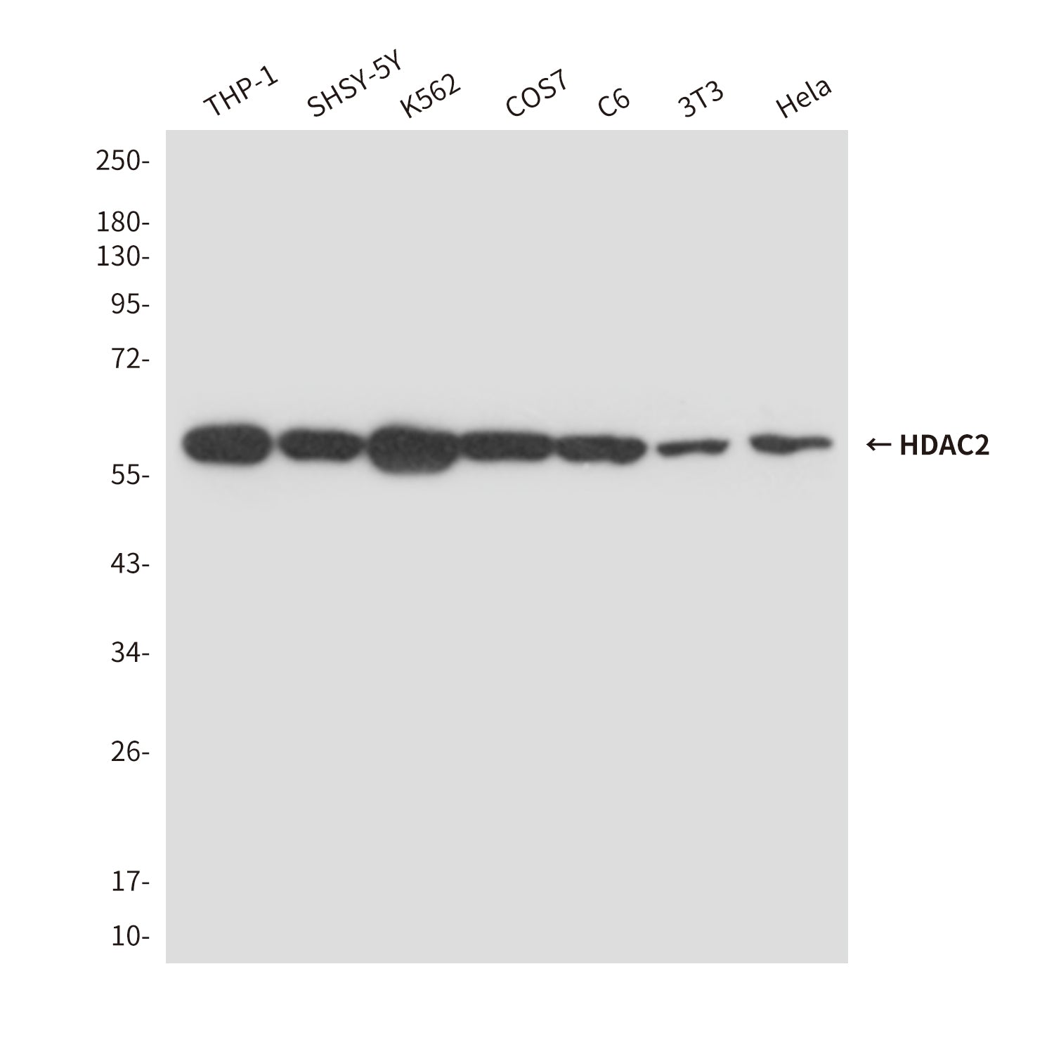 Anti-HDAC2 (2D9) Mouse Monoclonal Antibody