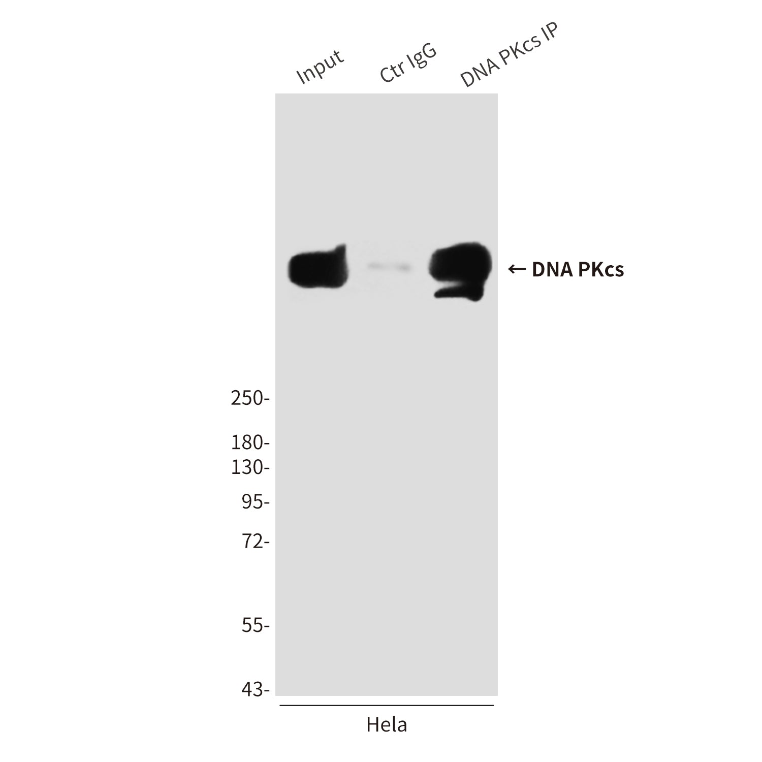 Anti-DNA PKcs (6D1) Mouse Monoclonal Antibody