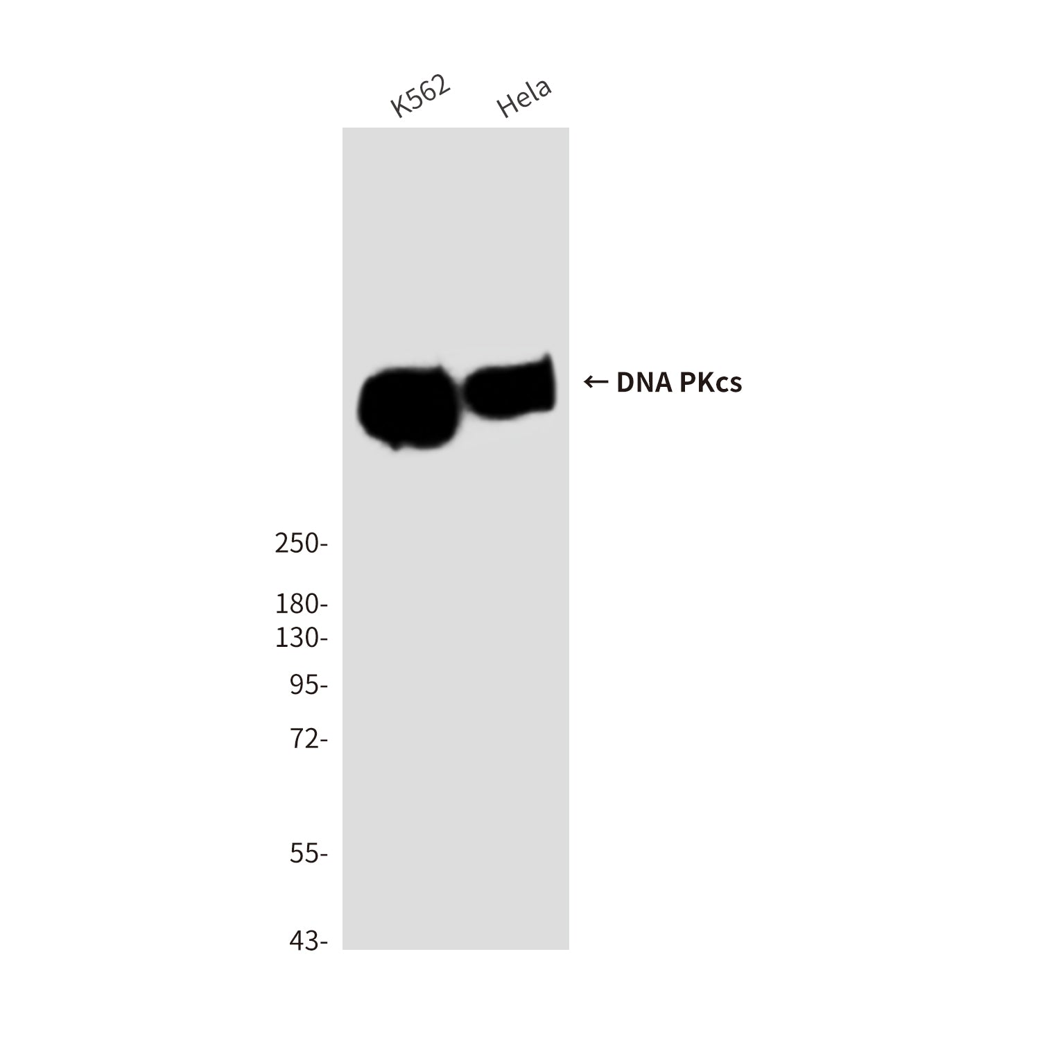 Anti-DNA PKcs (6D1) Mouse Monoclonal Antibody