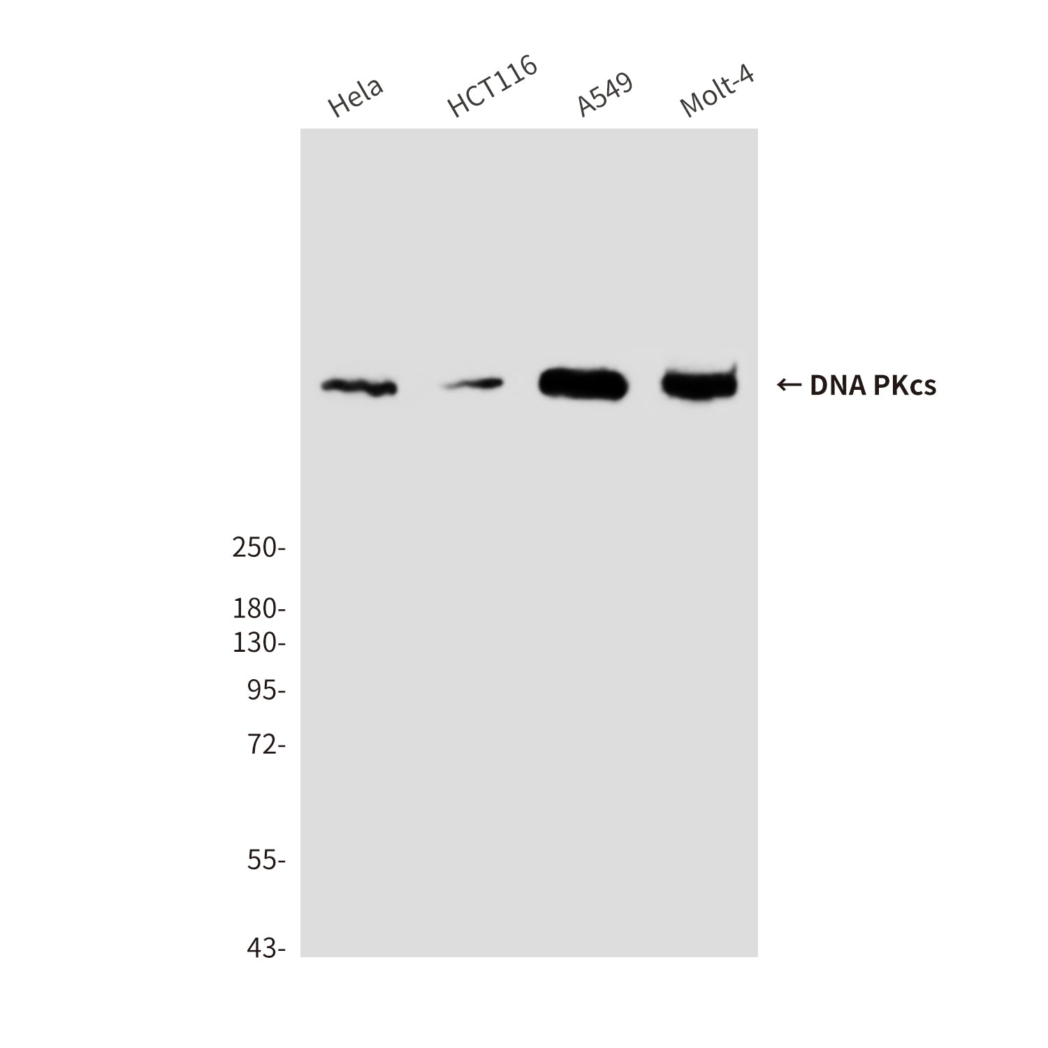 Anti-DNA PKcs (6D1) Mouse Monoclonal Antibody