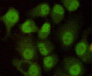 Anti-DNA PKcs (8D3) Mouse Monoclonal Antibody