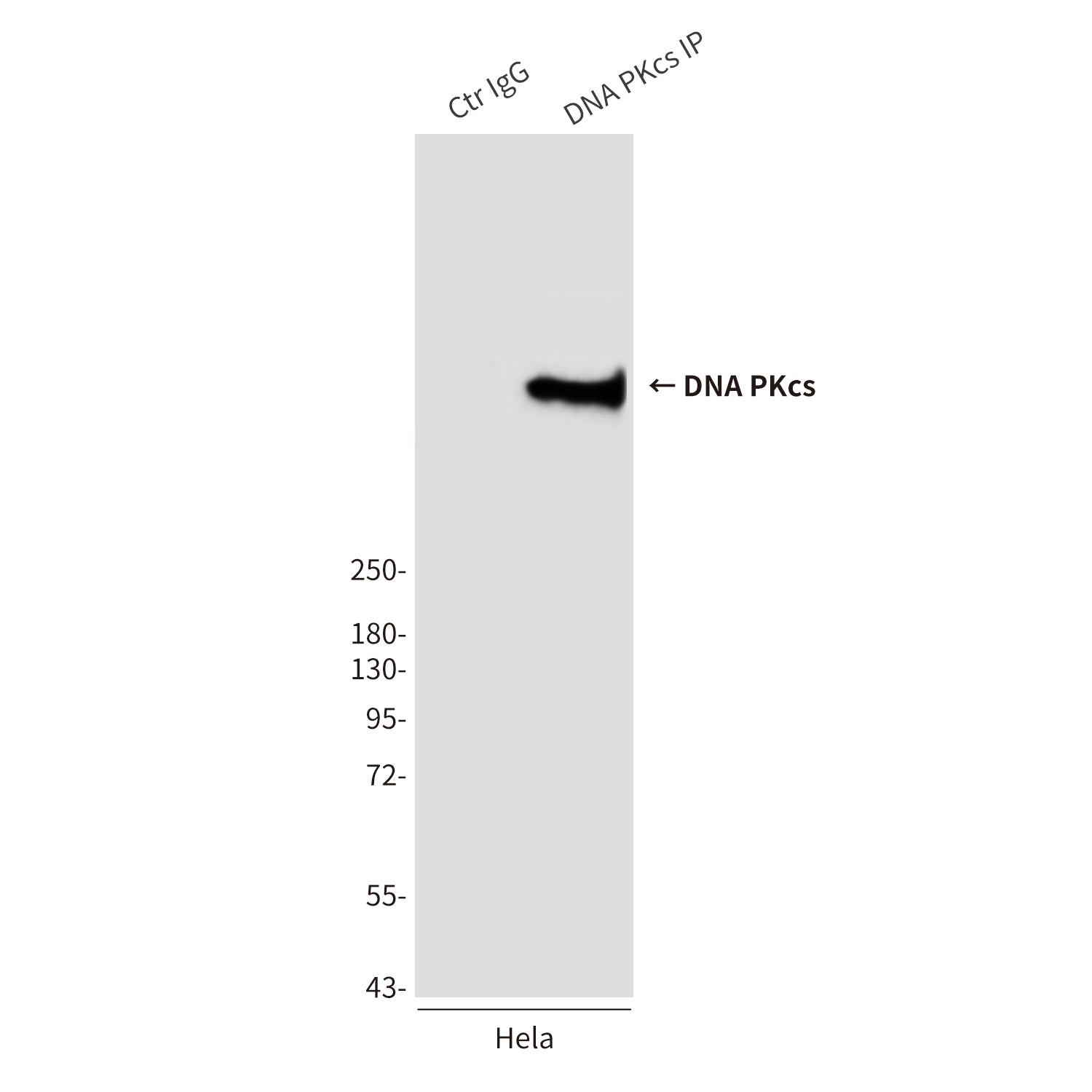 Anti-DNA PKcs (8D3) Mouse Monoclonal Antibody