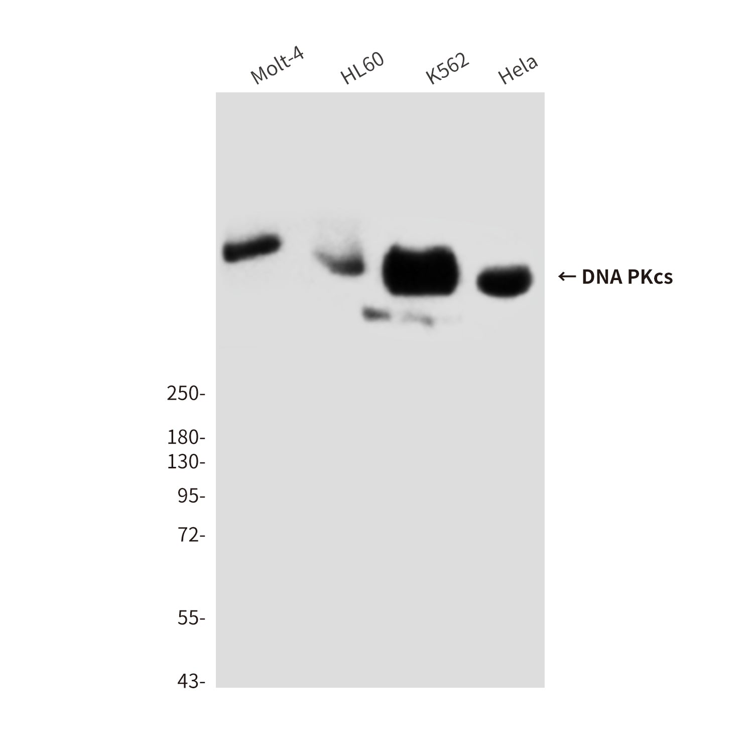 Anti-DNA PKcs (8D3) Mouse Monoclonal Antibody