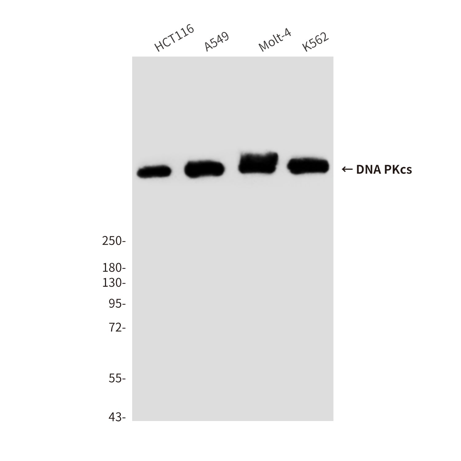 Anti-DNA PKcs (8D3) Mouse Monoclonal Antibody