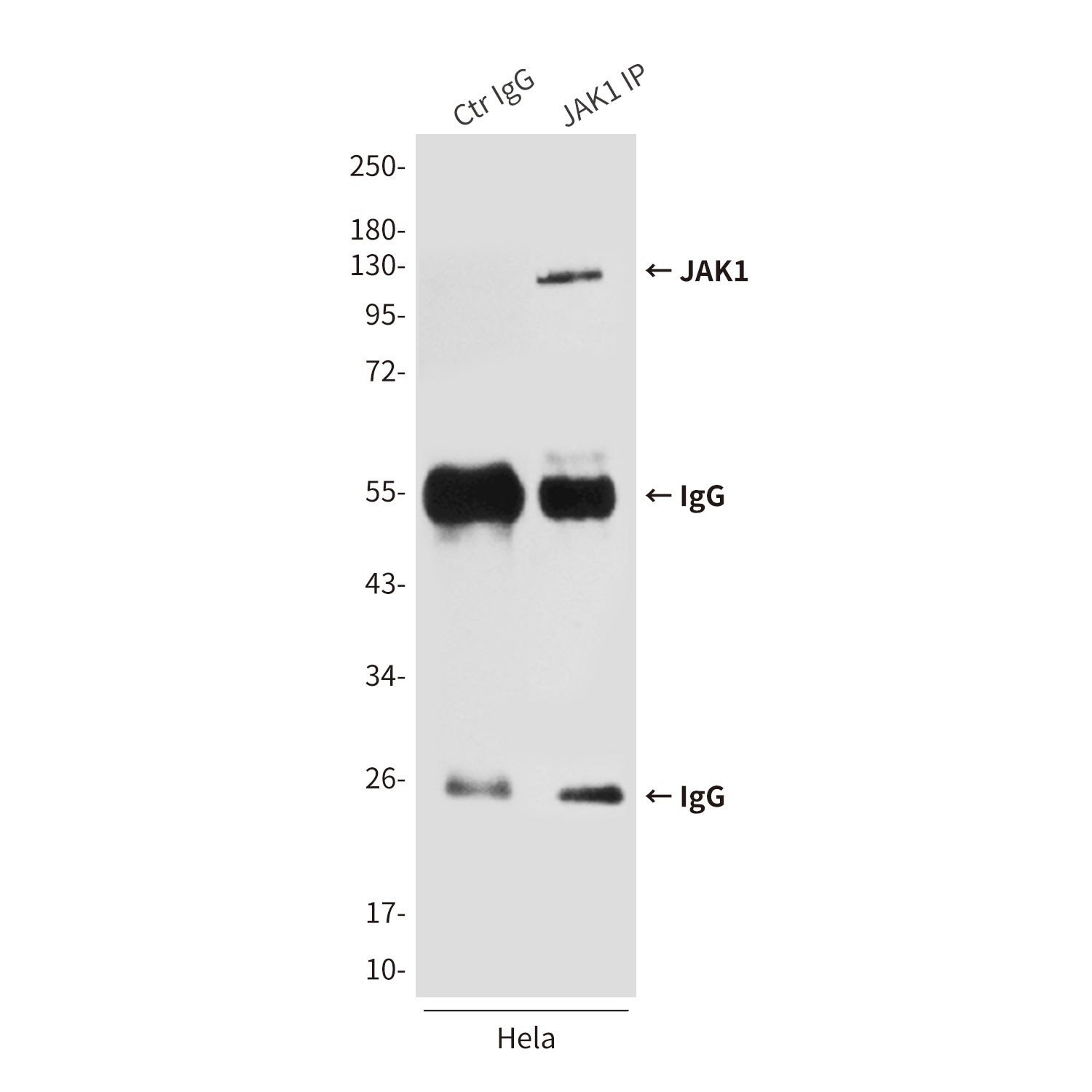 Anti-JAK1 (7B1) Mouse Monoclonal Antibody