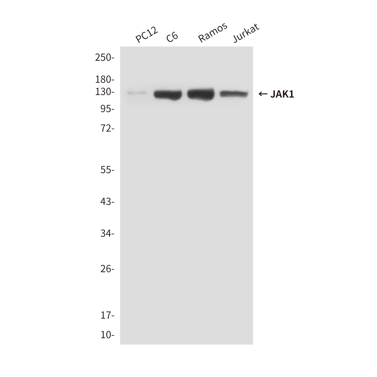 Anti-JAK1 (7B1) Mouse Monoclonal Antibody