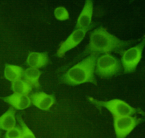 Anti-PKM2 (1A7) Mouse Monoclonal Antibody